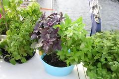 Αντίο κουνούπια με μυρωδικά από το παρτέρι μας