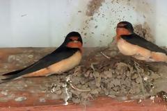 ΣΟΚ: ΕΝΦΙΑ καλείται να πληρώσει ζευγάρι χελιδονιών από τα Σπάτα