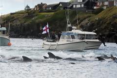 Η θάλασσα έγινε ξανά κόκκινη στα Νησιά Φερόε: Έσφαξαν 250 φάλαινες και δελφίνια