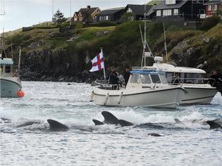 Φωτογραφία για Η θάλασσα έγινε ξανά κόκκινη στα Νησιά Φερόε: Έσφαξαν 250 φάλαινες και δελφίνια