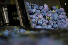 Η κατανάλωση μύρτιλων μειώνει τον κίνδυνο καρδιαγγειακών παθήσεων, σύμφωνα με μελέτη