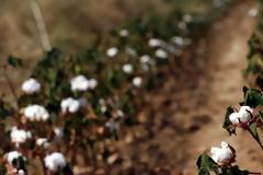 Προϊόντα πετρελαίου, φάρμακα, βαμβάκι - Δείτε τα 100 προϊόντα που εξάγει η Ελλάδα