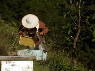 Φωτογραφία για Τραγικό τέλος για 75χρονο - Έσπασε κυψέλη και του επιτέθηκαν δεκάδες μέλισσες