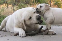 Ο σκύλος που αγαπά όλο τον κόσμο!