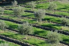 Βγήκε κοινοτικός σύμβουλος και του έκοψαν τις ελιές από τη ρίζα!