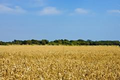 Τουρκοκύπριοι θερίζουν τη σοδειά Ελληνοκύπριων γεωργών