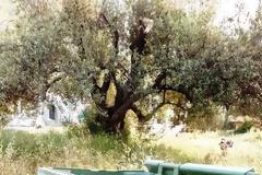 Κάδοι απορριμμάτων της ντροπής στον Αρχάγγελο