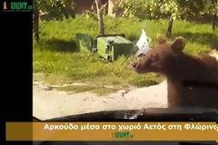 Tρομερό βίντεο με αρκούδα να σταματά οδηγό στη Φλώρινα