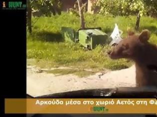 Φωτογραφία για Tρομερό βίντεο με αρκούδα να σταματά οδηγό στη Φλώρινα