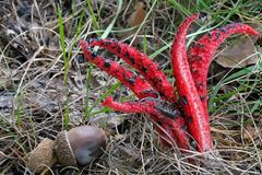 Ολότελα ανατριχιαστικά στην όψη μανιτάρια