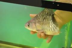 Μισό ψάρι επιβίωσε για έξι μήνες