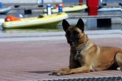 Είστε ιδιοκτήτης σκύλου; Αν ναι, είναι θέμα γονιδίων