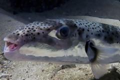 Κάρπαθος: Λουόμενος ήθελε να παίξει με λαγοκέφαλο και του επιτέθηκε