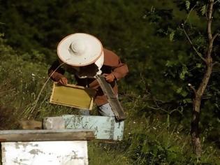 Φωτογραφία για Τραγικό τέλος για 75χρονο -Του επιτέθηκαν δεκάδες μέλισσες