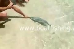 Βίντεο: Λαγοκέφαλος δάγκωσε λουόμενο στην Κάρπαθο