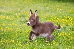 7 μικροσκοπικά γαϊδουράκια που θα κάνουν *λίγο* καλύτερη τη μέρα μας