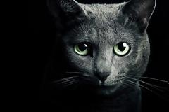 Γάτα – προστατεύει εσάς και το σπίτι σας από φαντάσματα και αρνητικά πνεύματα!