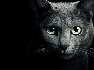 Φωτογραφία για Γάτα – προστατεύει εσάς και το σπίτι σας από φαντάσματα και αρνητικά πνεύματα!