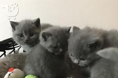 5 λόγοι που δείχνουν ότι τα κατοικίδια είναι το μυστικό μας όπλο για υγεία και ευτυχία