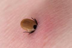 Βουλγαρία: Αύξηση των τσιμπημάτων από τσιμπούρια - Αναγκαία η λήψη μέτρων τονίζουν οι επιστήμονες