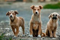 20 εκατ. σε Δήμους για τα αδέσποτα – Προϋποθέσεις και προθεσμίες