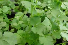 Κόλιανδρος: Η φυσική λύση για την σωματική και ψυχική υγεία