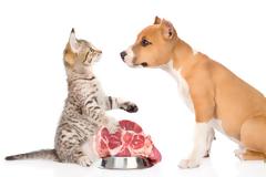 Τι είναι τα λειτουργικά τρόφιμα και πώς ωφελούν τον σκύλο και τη γάτα
