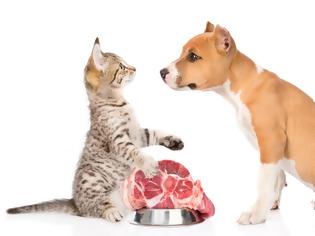 Φωτογραφία για Τι είναι τα λειτουργικά τρόφιμα και πώς ωφελούν τον σκύλο και τη γάτα