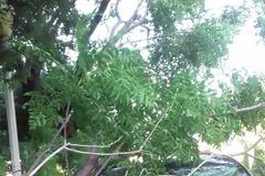 Ρόδος : Έσπασε μεγάλο κλαδί και έπεσε σε κινούμενο όχημα