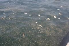 Γέμισε αρουραίους ο Θερμαϊκός - Δύο τα σενάρια για την αιτία