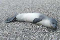 Κτηνωδία: Σκότωσαν φώκια, δένοντας πέτρες στο λαιμό της