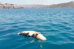 Σκότωσαν φώκια περνώντας της σχοινί με πέτρες στο λαιμό