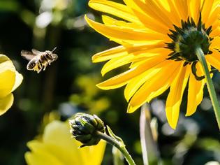 Φωτογραφία για Πώς οι μέλισσες βρίσκουν το δρόμο για να γυρίσουν στην κυψέλη τους. Γιατί τα φυτοφάρμακα τις αποπροσανατολίζουν