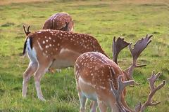 Ρόδος: Αυξάνονται τα τροχαία που προκαλούνται από τα... ελάφια