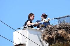 Έβαλαν «ταυτότητες» στους πελαργούς της Παμβώτιδας