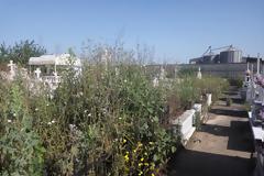 Απαράδεκτη η κατάσταση στο κοιμητήριο ΒΟΝΙΤΣΑΣ! Εγκατάλειψη– Χόρτα– Βλάστηση! -ΦΩΤΟ