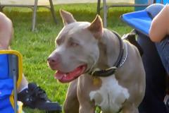 Οι 10 πιο επικίνδυνες ράτσες σκύλων