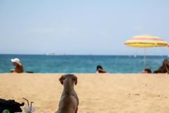 Ο μίνι-καύσωνας ξεπέρασε τους 38 βαθμούς