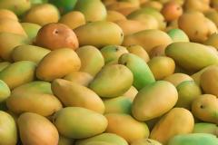 Το Ελ Νίνιο «έπνιξε» τη χώρα στα μάνγκο