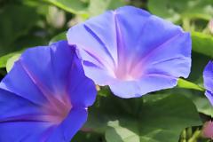 Το λιλιπούτειο φυτό που κρύβει μια δραστική αντικαρκινική θεραπεία