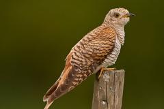 ΕΚΤΑΚΤΟ: Αποχωρεί και ο κούκος από τους ΑΝ.ΕΛ