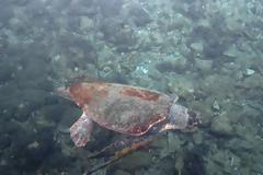 Καστελόριζο: Έδεσαν χελώνα καρέτα-καρέτα για να τη δει ο Μητσοτάκης