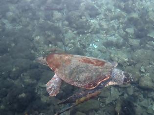 Φωτογραφία για Καστελόριζο: Έδεσαν χελώνα καρέτα-καρέτα για να τη δει ο Μητσοτάκης