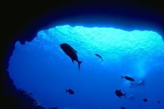 Θα χαθεί το 17% των θαλάσσιων ζώων μέχρι το 2100 αν δεν μειωθούν οι εκπομπές CO2