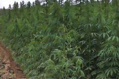 Εντοπίστηκε χασισοφυτεία «μαμούθ» στα Δερβενοχώρια με 12.800 δενδρύλλια