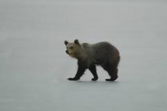 Η «παιχνιδιάρα» αρκουδίτσα του Αρκτούρου τράκαρε με Ι.Χ. αλλά σώθηκε