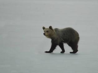 Φωτογραφία για Η «παιχνιδιάρα» αρκουδίτσα του Αρκτούρου τράκαρε με Ι.Χ. αλλά σώθηκε
