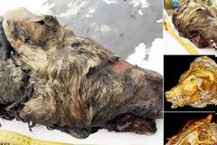 Κεφάλι τεράστιου προϊστορικού λύκου βρέθηκε στη Σιβηρία (pics)