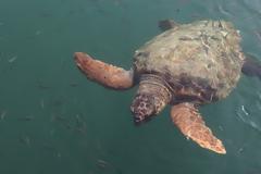 Το «χρονικό» της θαλάσσιας χελώνας του Καστελόριζου