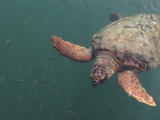 Φωτογραφία για Το «χρονικό» της θαλάσσιας χελώνας του Καστελόριζου